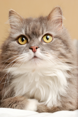 노르웨이숲 고양이 사진