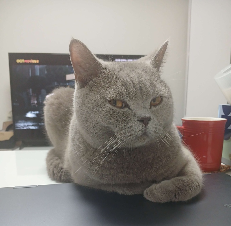 안 놀아줄거냐&amp;#44; 삐진것 처럼 눈을 흘겨보고 있습니다.