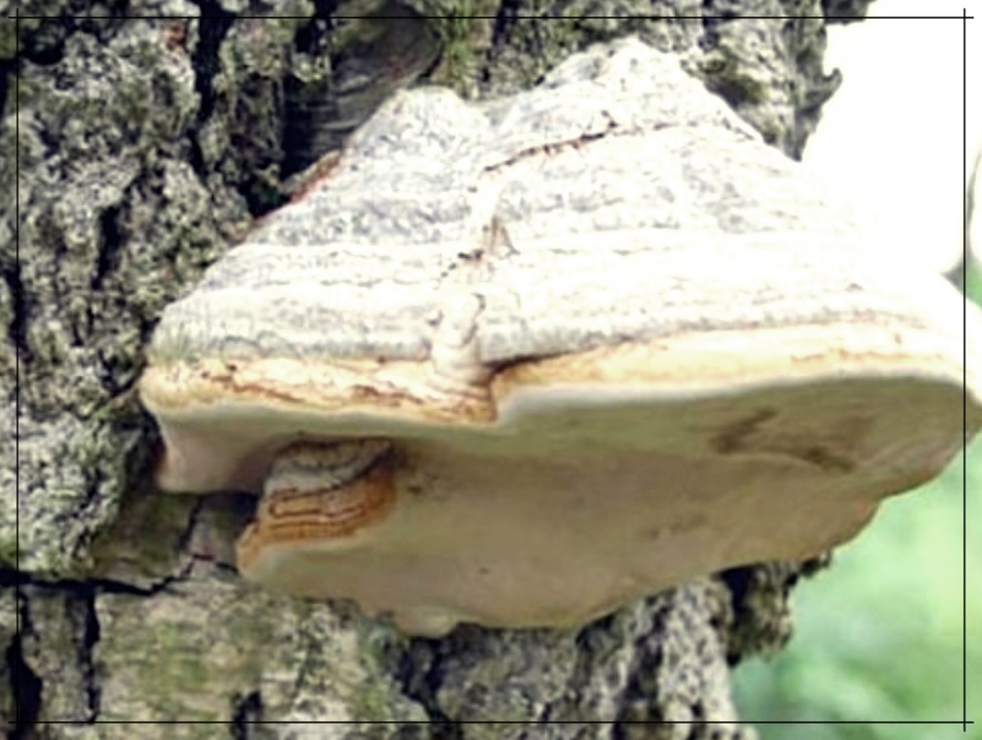 말굽버섯 효능 먹는법 가격 총정리