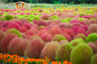 경기도 가을꽃 추천여행지 BEST 4
