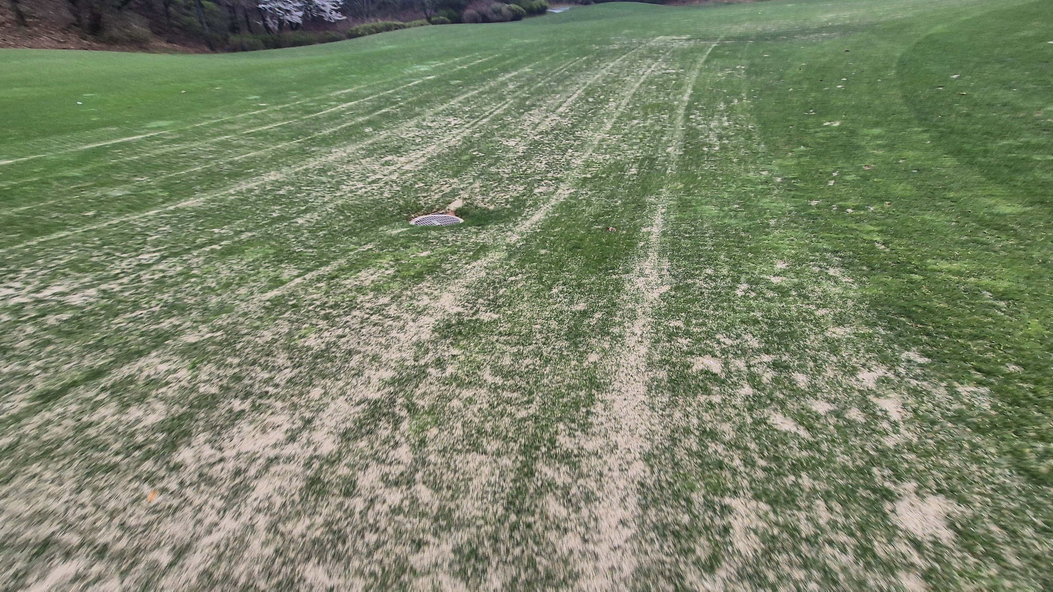 레인보우힐스cc 동-남 코스 관리 상태