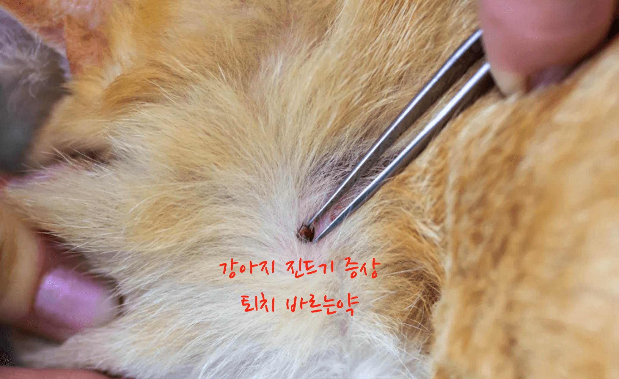 강아지 진드기약