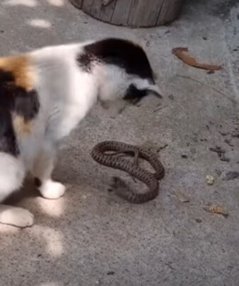 고양이가-새끼-뱀을-잡아-지켜보는-모습