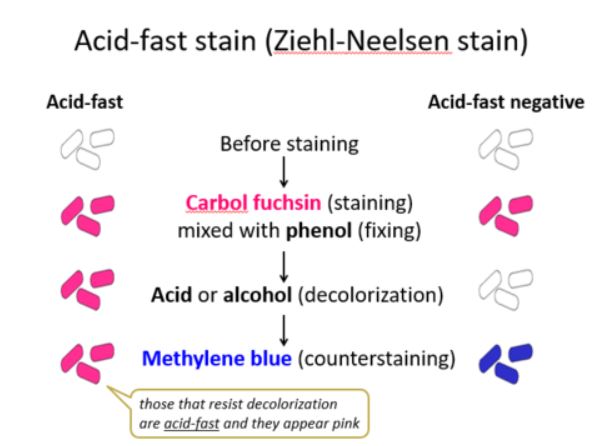 AFB Stain