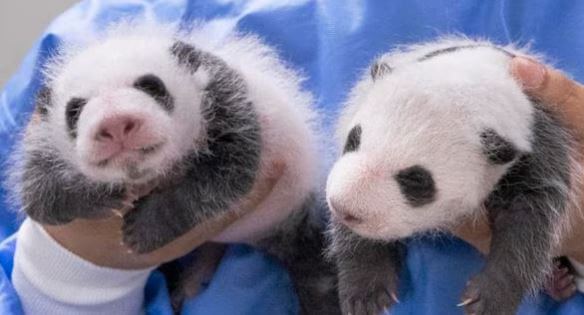 에버랜드 쌍둥이 판다