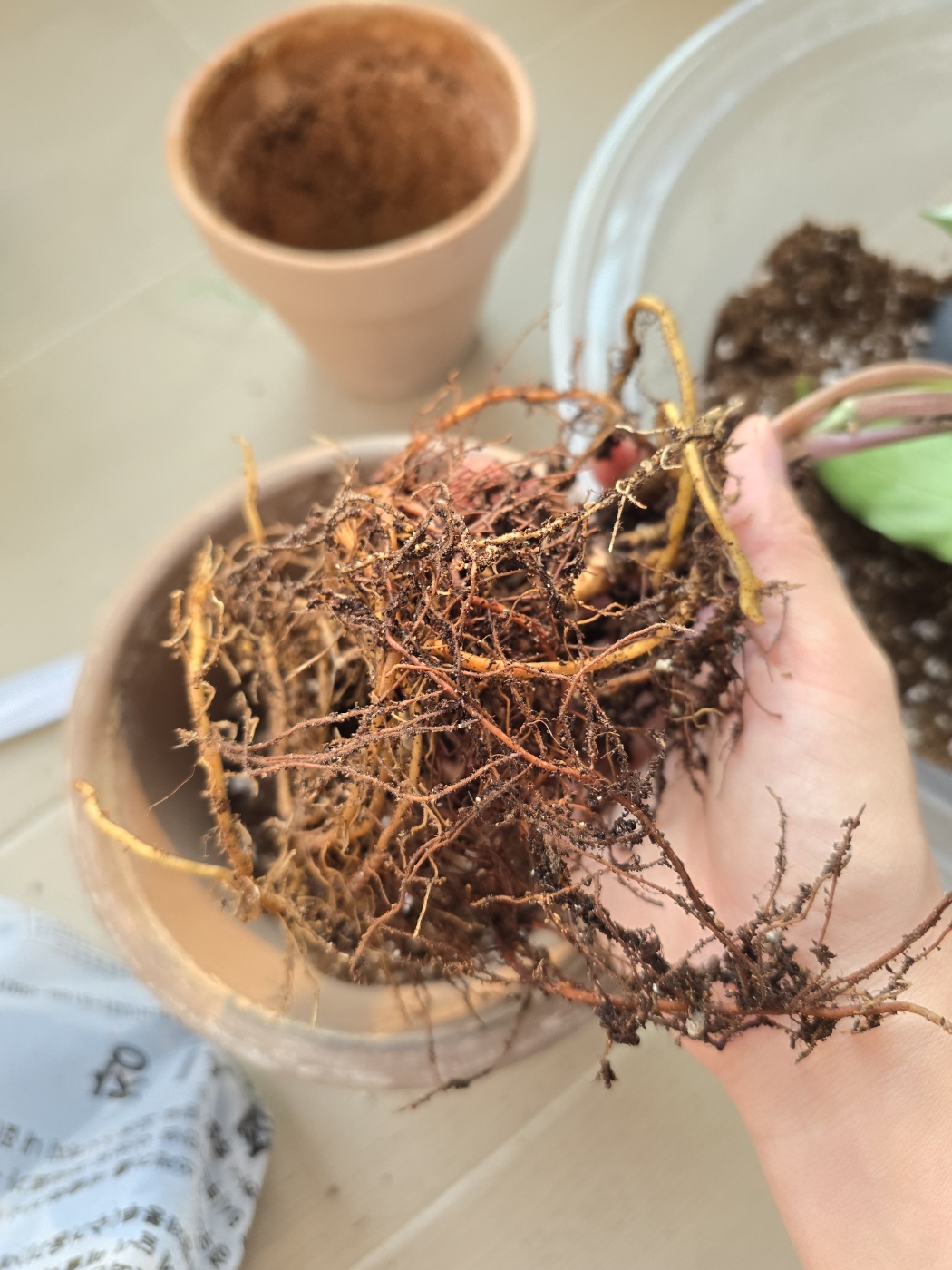 무늬싱고닌움과 무늬싱고니움의 뿌리