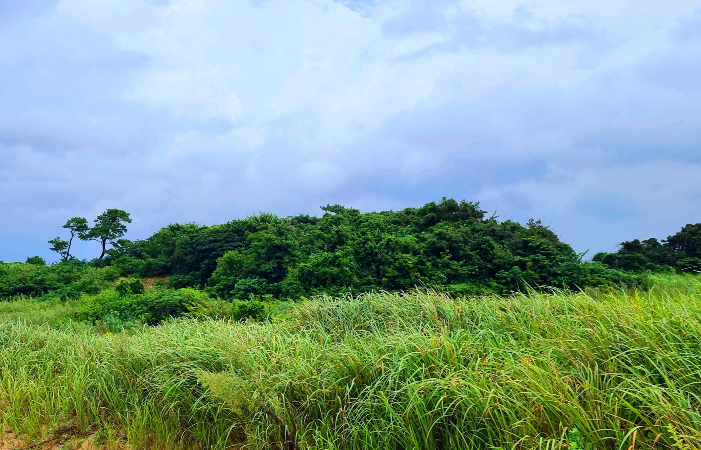 올레20코스 우중충한 날씨지만 숲은 푸르르다