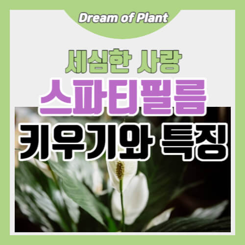 스파티필름 키우기와 특징 썸네일 이미지