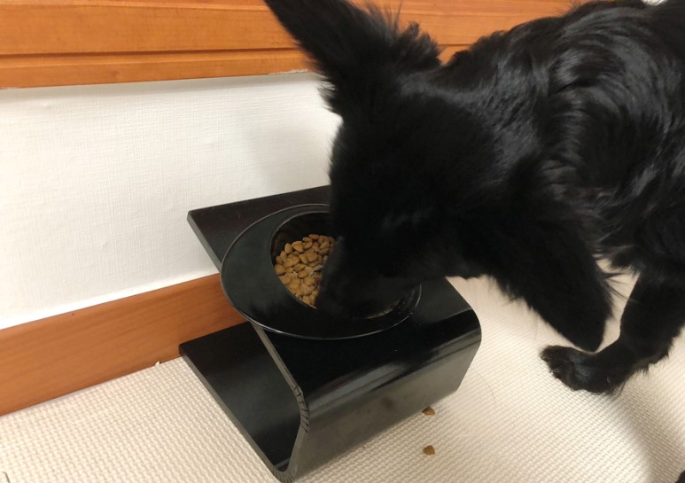 강아지영양제 원미닛펫 프로바이오틱스 후기