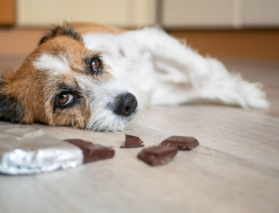 개에게 초콜릿은 안된다