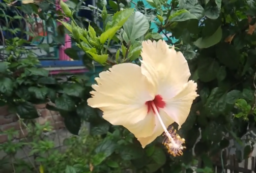 히비스커스의 효능