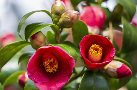 서천 동백꽃 주꾸미축제
