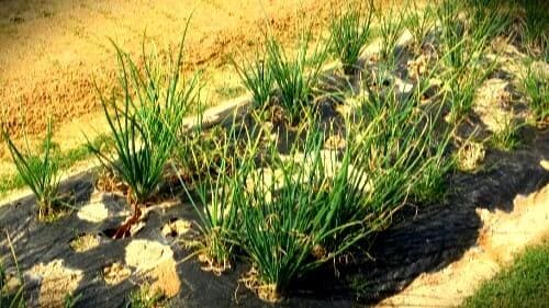 쪽파재배-종구-휴면타파-수확시기