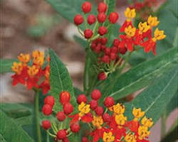 아스클레피아스(금관화) 이미지 사진