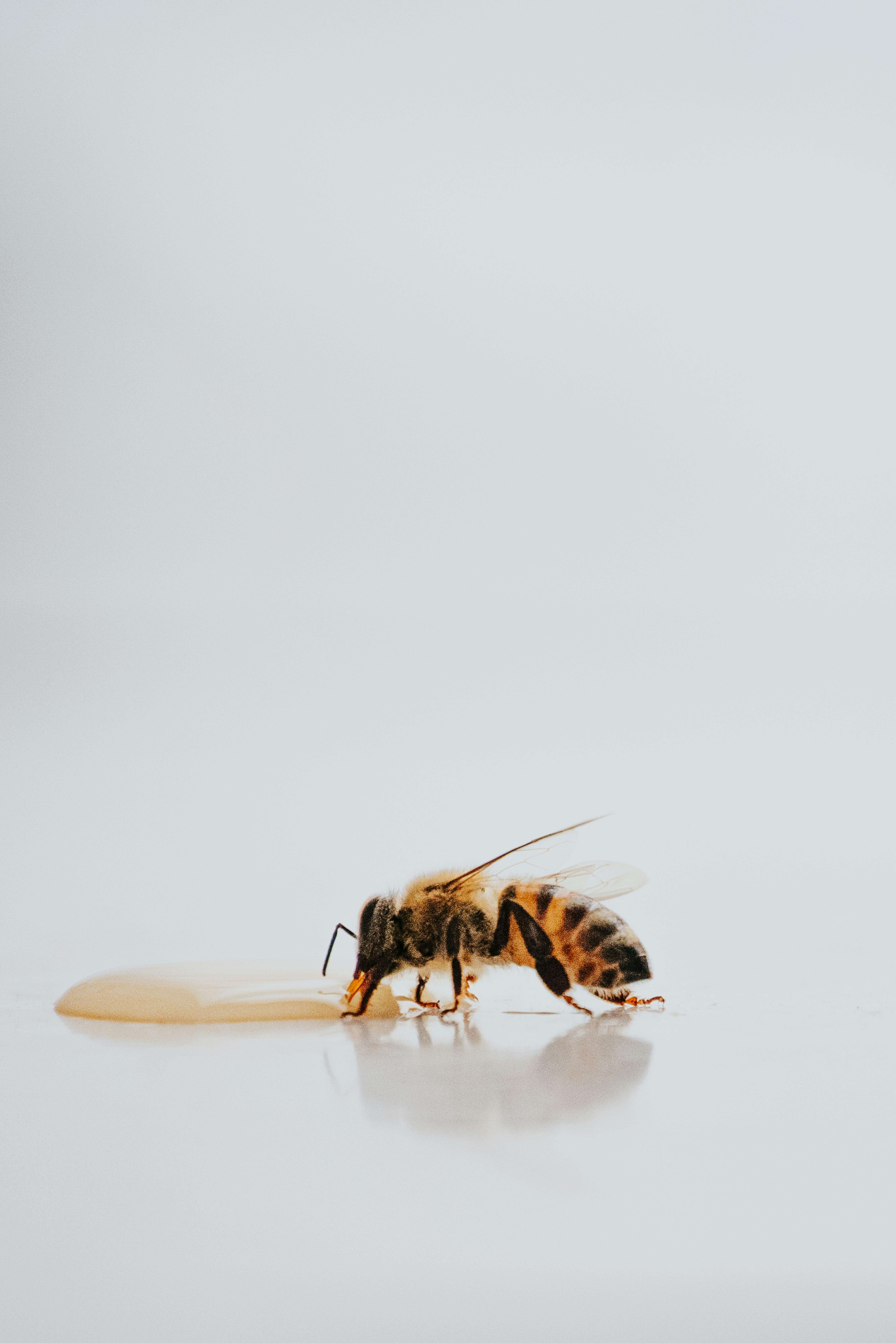 감로꿀의-정의와-효능-생산과정-구매팁