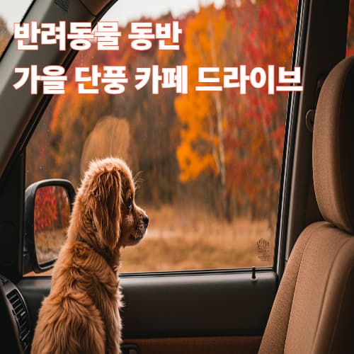반려동물 동반 가을 단풍 카페 드라이브
