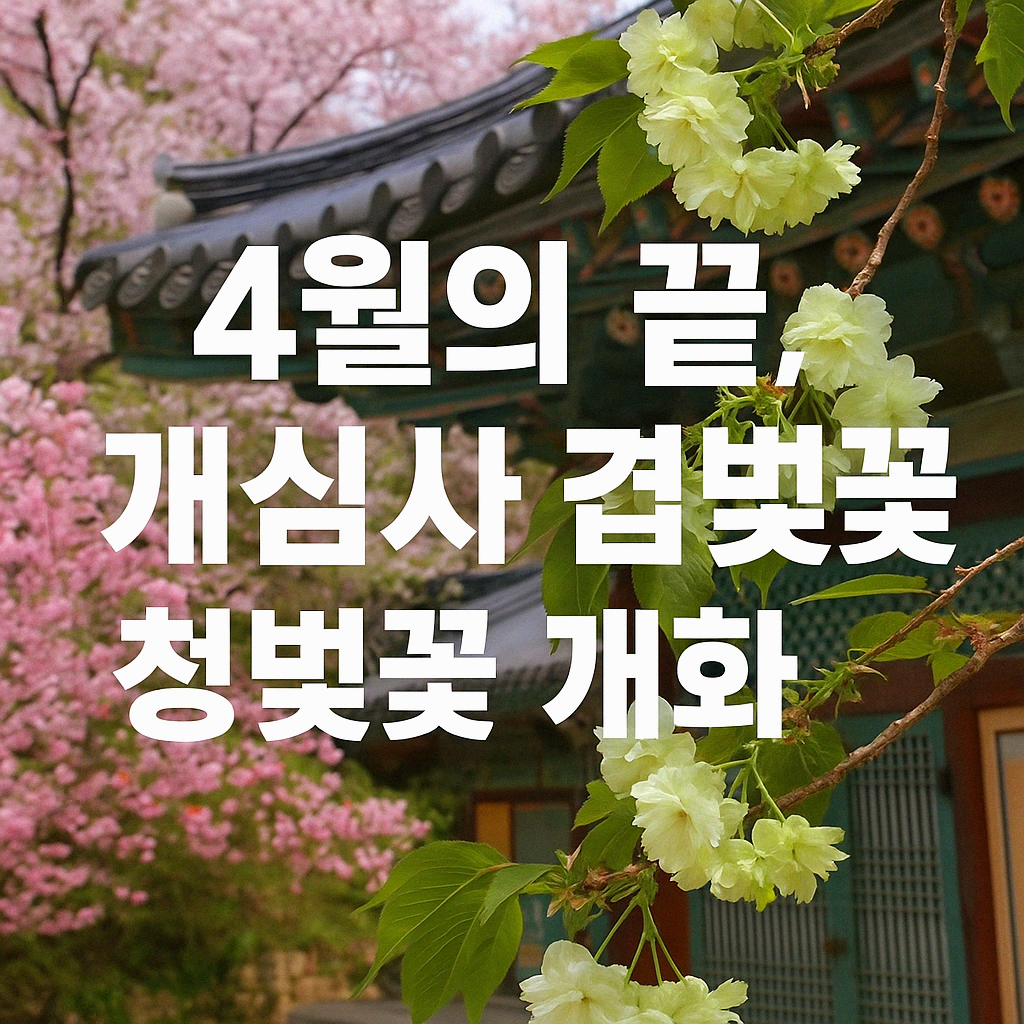 [4월 봄꽃 여행]서산 개심사 겹벚꽃&middot;청벚꽃 여행기❘벚꽃 개화 상황, 아직은 시작, 그러나 곧 절정