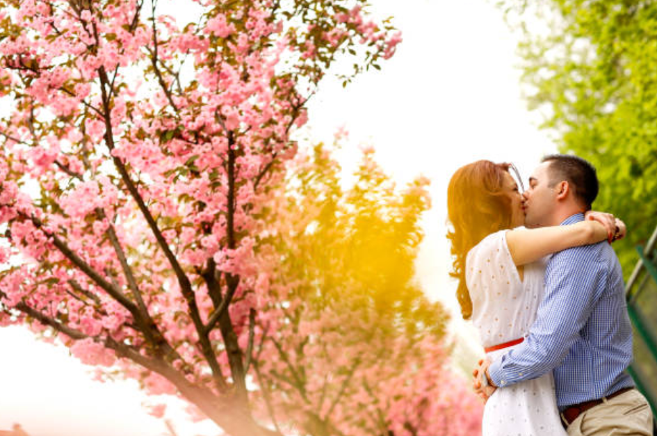 벚꽃나무 아래 입맞춤하는 커플 사진