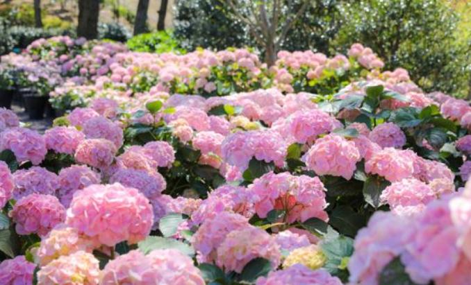 2024 제주도 수국축제 예매 및 입장료 할인 안내