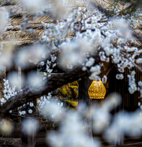 2025 광양매화축제 총정리19