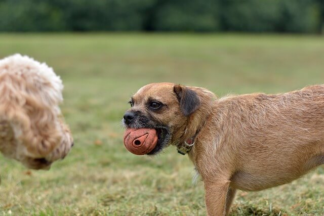 무료 반려견 운동장 TOP 10