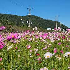 9월 꽃 축제 하는 곳