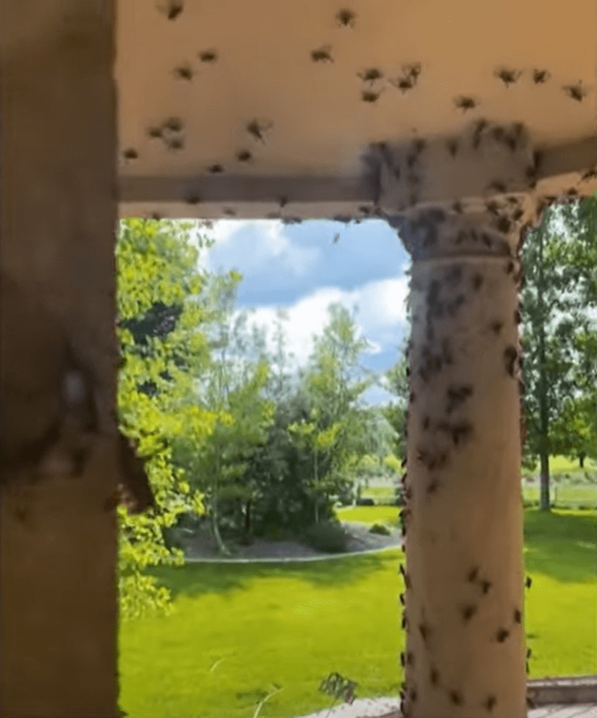 미국 서부 귀뚜라미 떼2