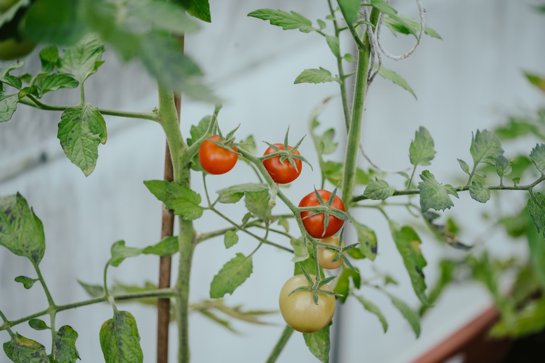 Self-sufficiency