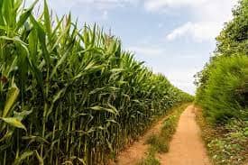 2024 공익직불금