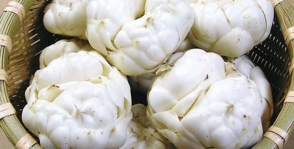 바구니에 담겨 있는 백합 뿌리