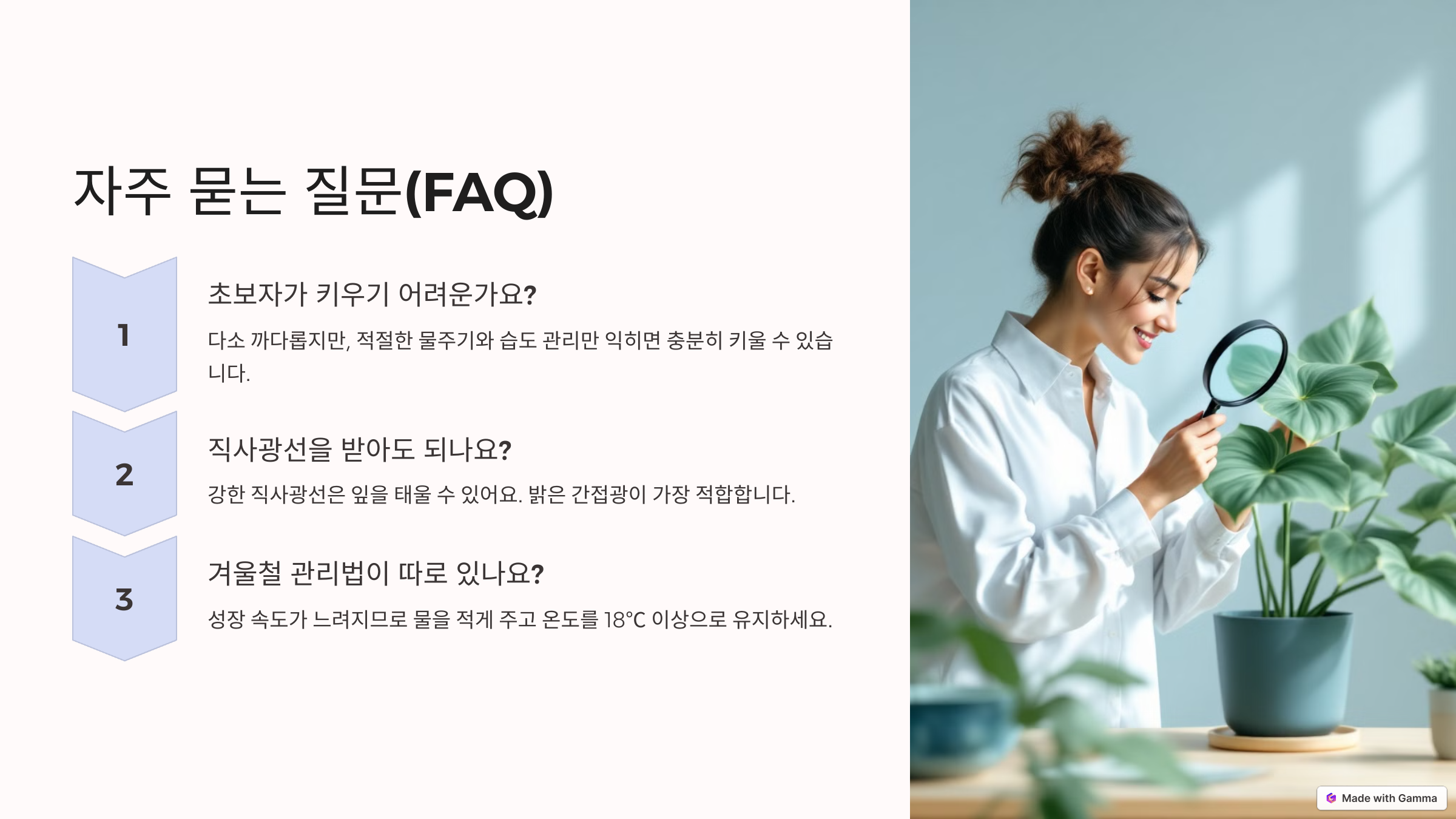 알로카시아 사진