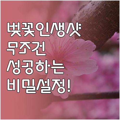 만개한 벚꽃 사진 찍기 좋은 시간과 ..