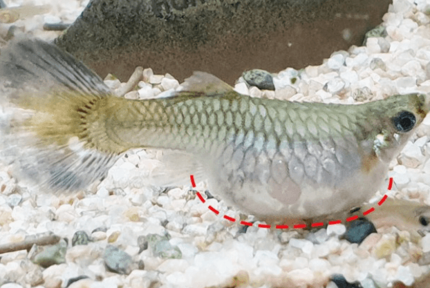 구피 질병 증상(백점병, 마우스펑기, 솔방울병 등)