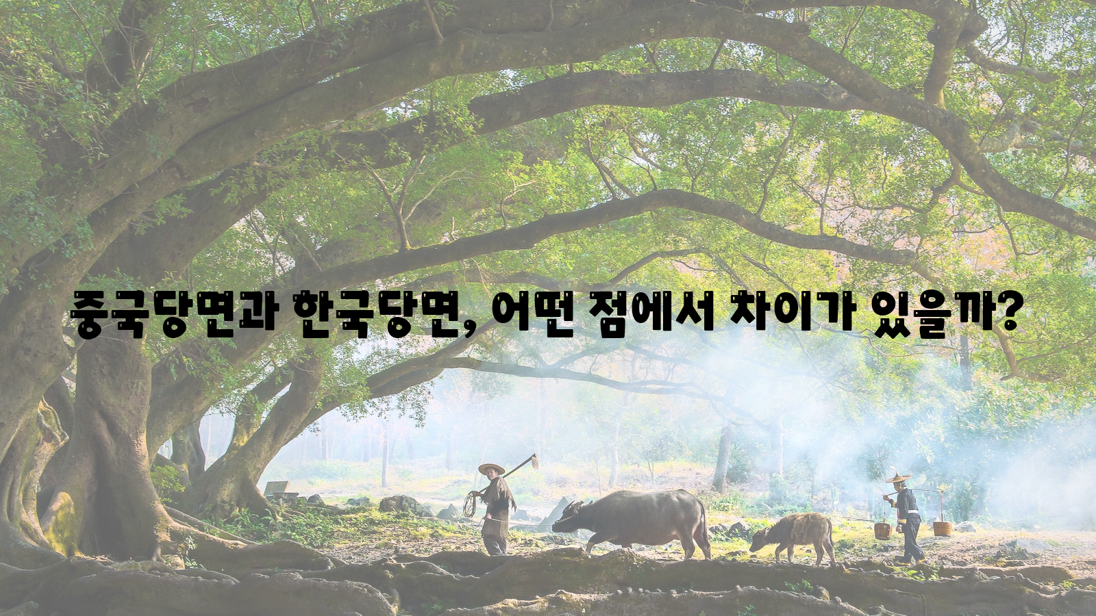 중국당면과 한국당면, 어떤 점에서 차이가 있을까? 중국당면, 한국당면, 차이