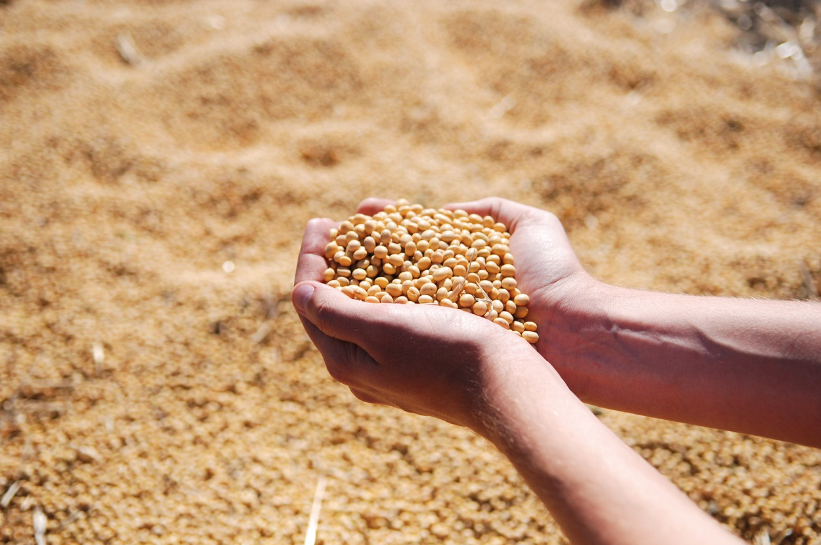 soybean