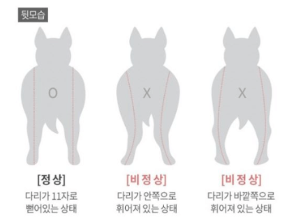 강아지 슬개골 탈구&amp;#44; 단계별 심화 증상과 우리 아이의 고통 신호