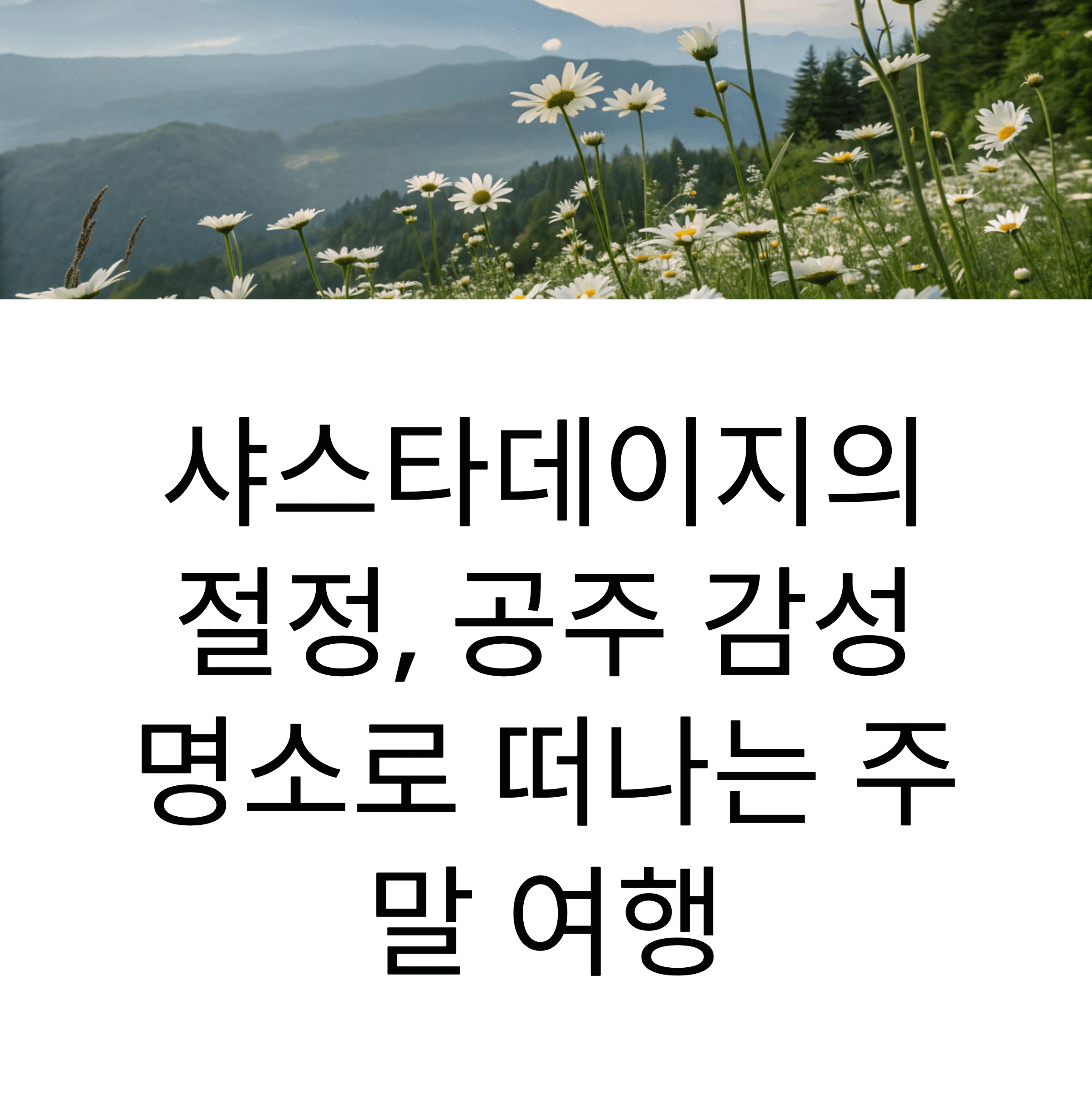 공주 샤스타데이지