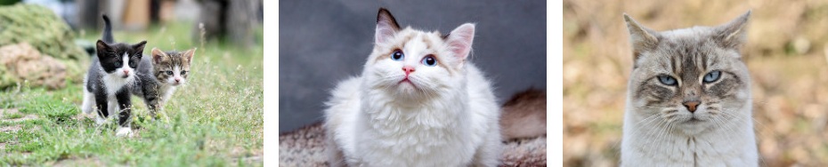 고양이 배변실수