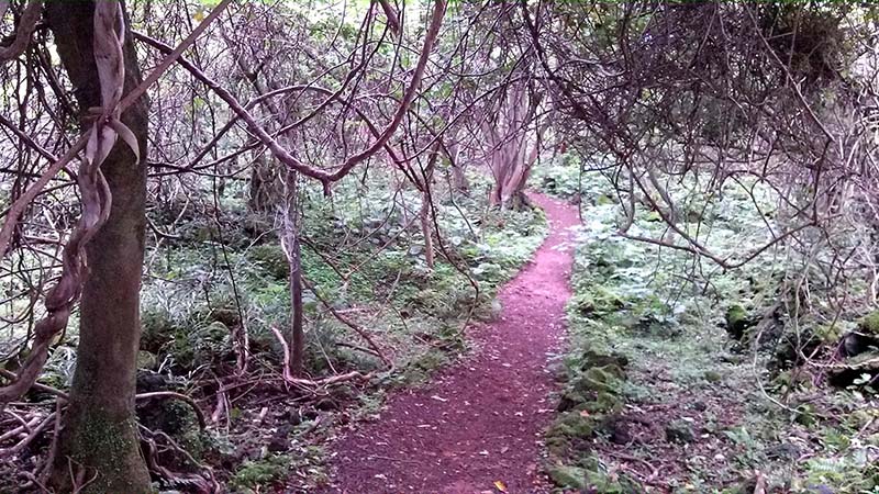 제주도(jejudo) 화순곶자왈