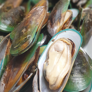 뉴질랜드 녹색 홍합