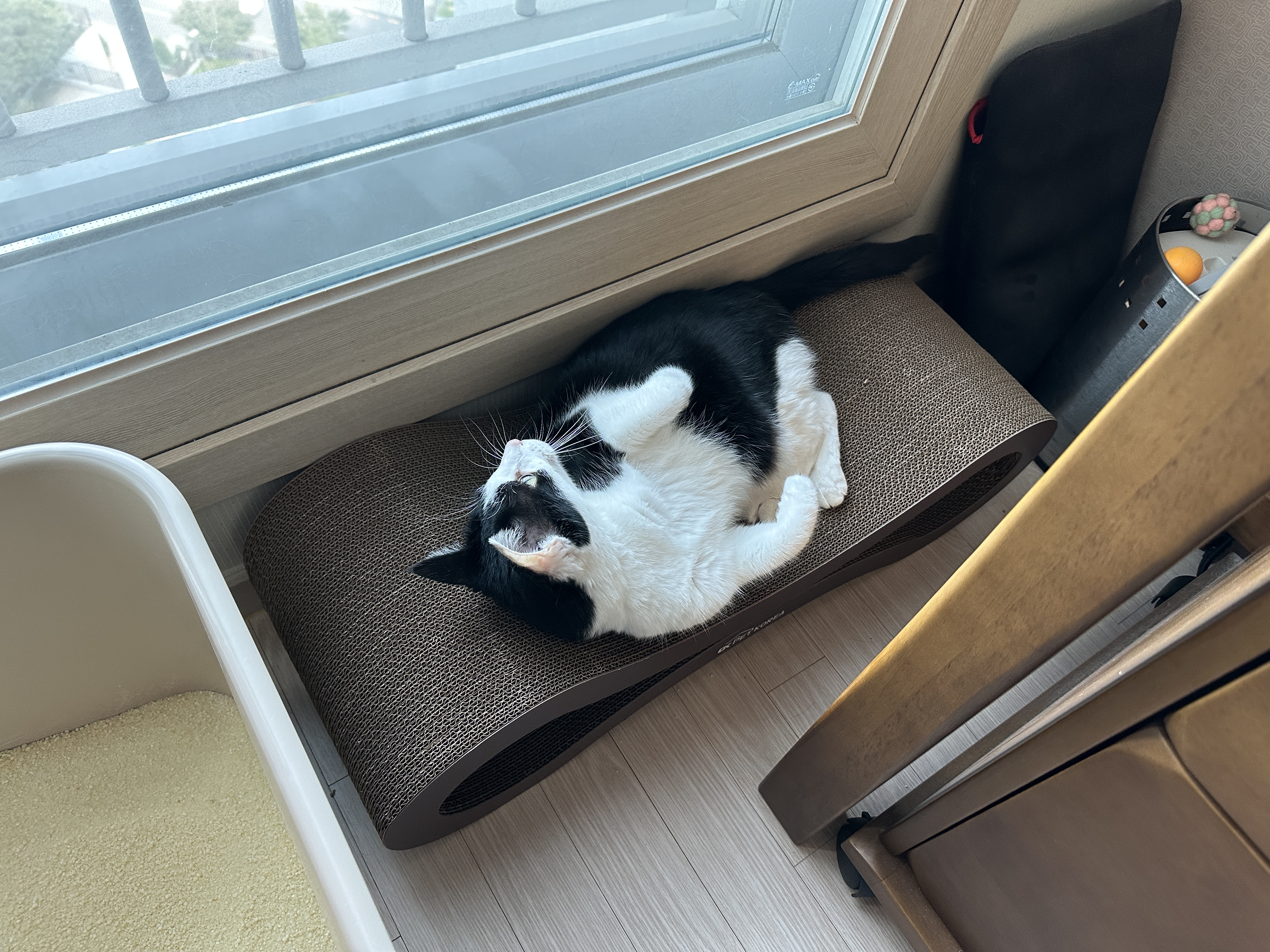 새_스크래쳐_위에_발라당_누워_있는_젖소냥이_두리