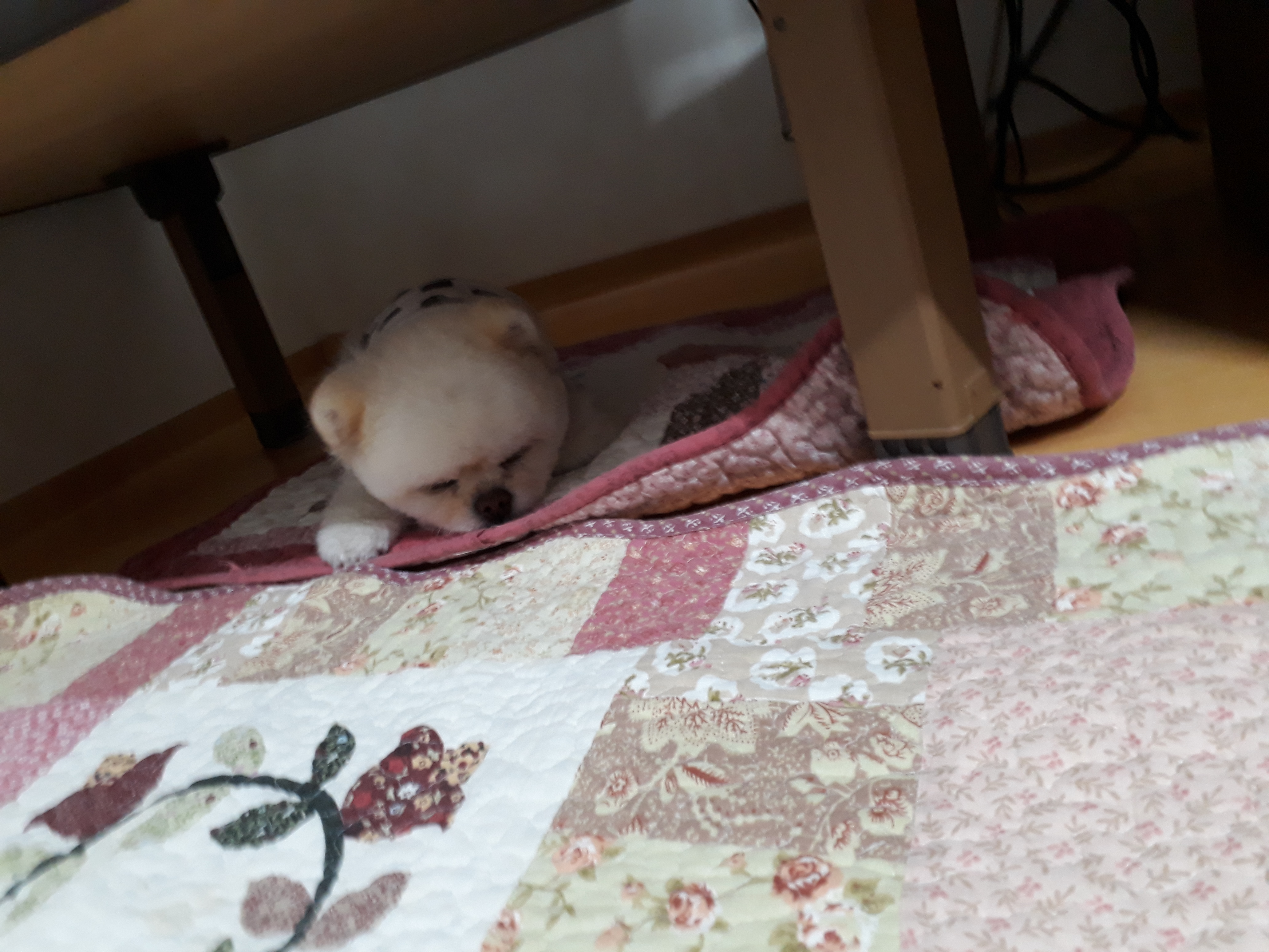 강아지가 싫어하는 행동 : 싫어하는 행동 23가지