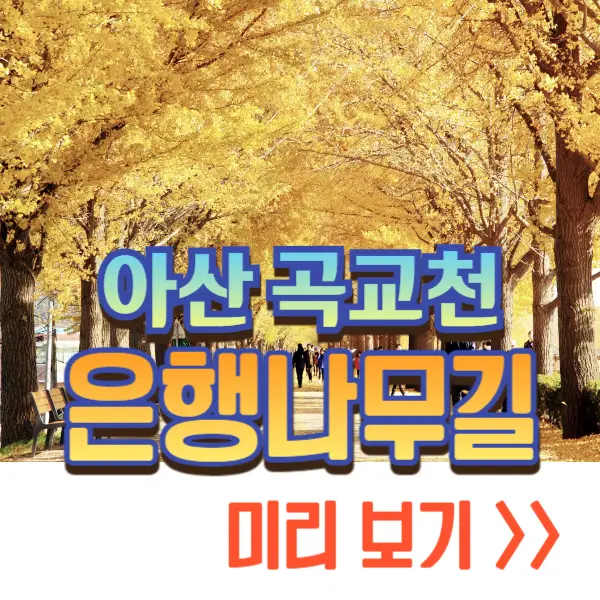 아산 은행나무길