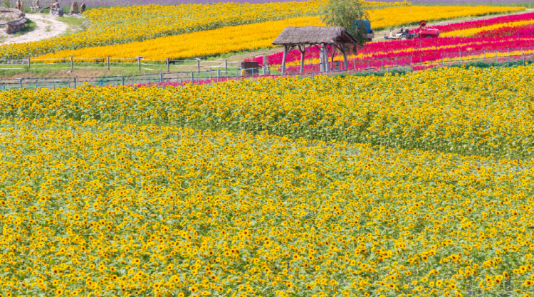 철원 고석정 꽃밭축제