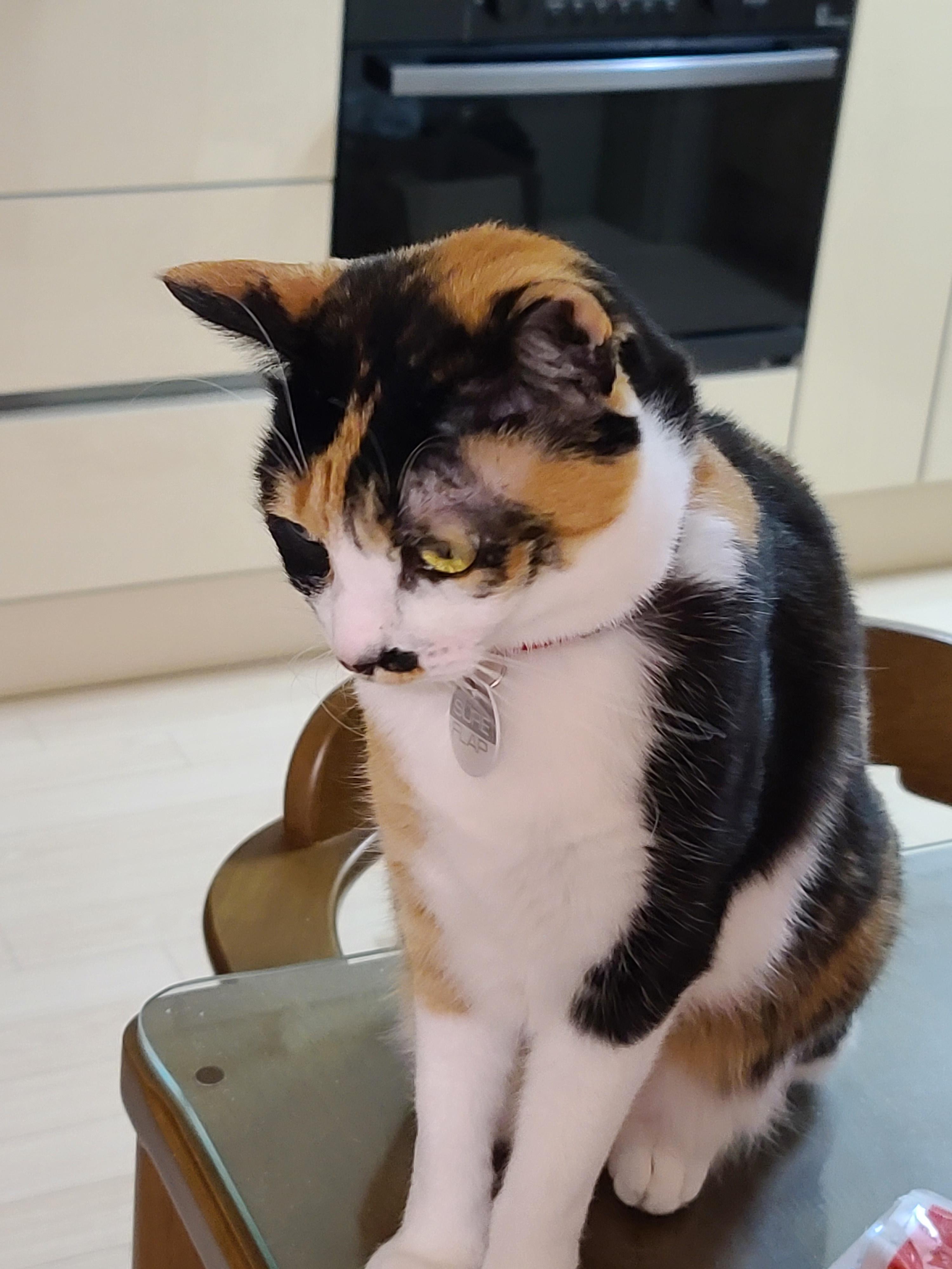 사람말 알아듣는 고양이. 사료를 먹지않는 고양이.