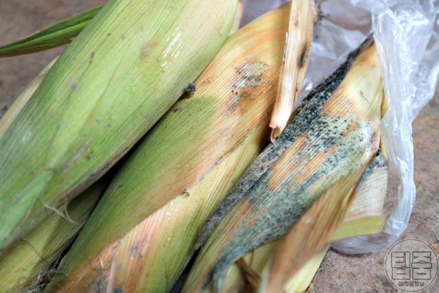 초당 옥수수 보관법,옥수수 검은색 검은점,팁줌