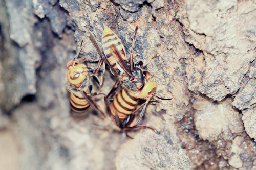 프로폴리스 효능