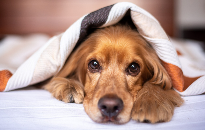 강아지가 이불을 덮고 누워있는 이미지