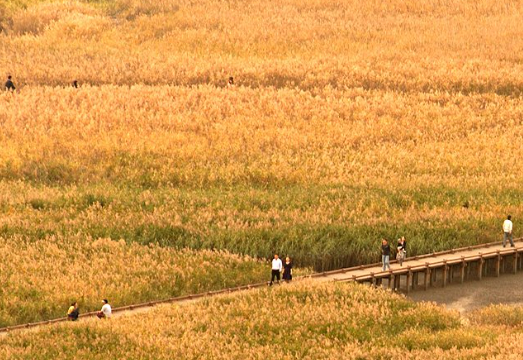 2024 순천만 갈대축제 입장료&amp;#44; 일정 및 프로그램 사전예약 