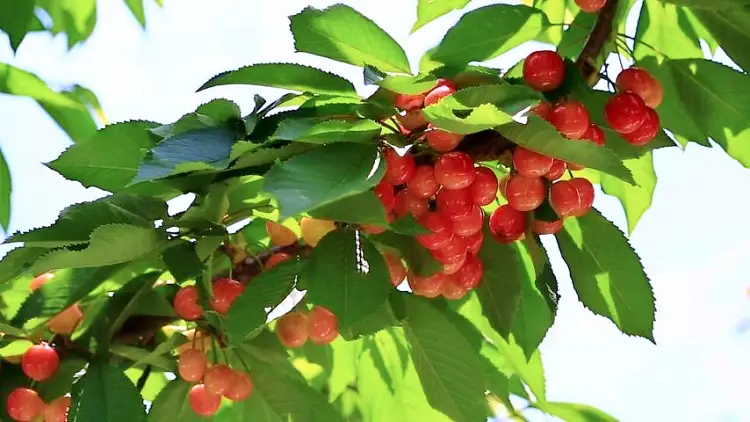 진안 고원 체리